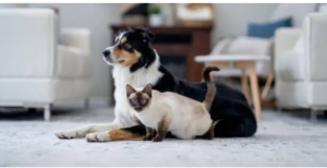 therapy near me for dogs with hip dysplasia