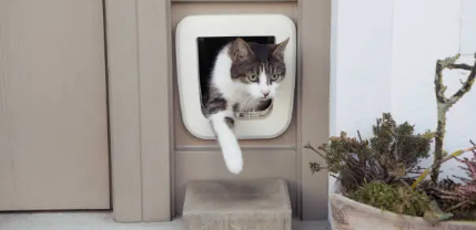 pet doors Adelaide